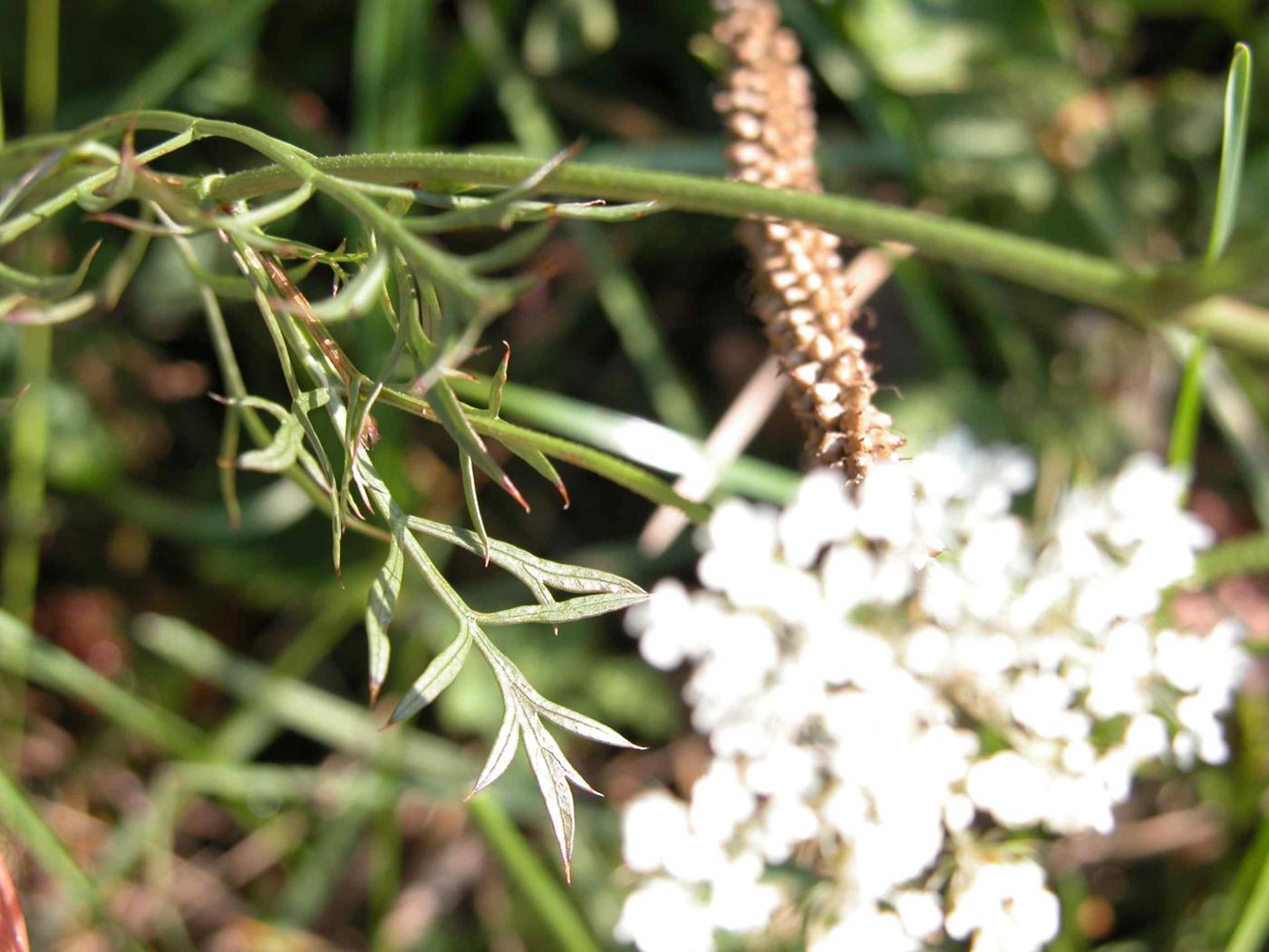 Carrot, Wild leaf